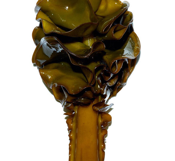 Wakame-Extracto de wakame bio-Undaria pinnatifida extract