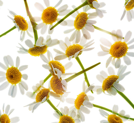Camomila romana-Extracto de camomila romana-Anthemis nobilis flower extract