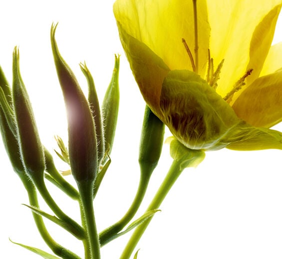 Onagra-Extracto de onagra (planta bio)-Oenothera Biennis (Evening Primrose) Flower/Leaf/Stem Extract
