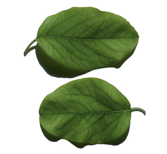 Membrillo-Extracto de hoja de membrillo-Cydonia oblonga leaf extract
