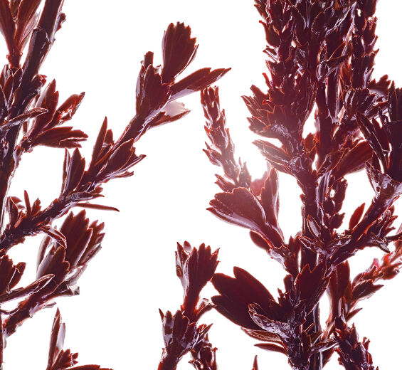 Myrothamnus-Extracto de Myrothamnus-Myrothamnus flabellifolia leaf/stem extract