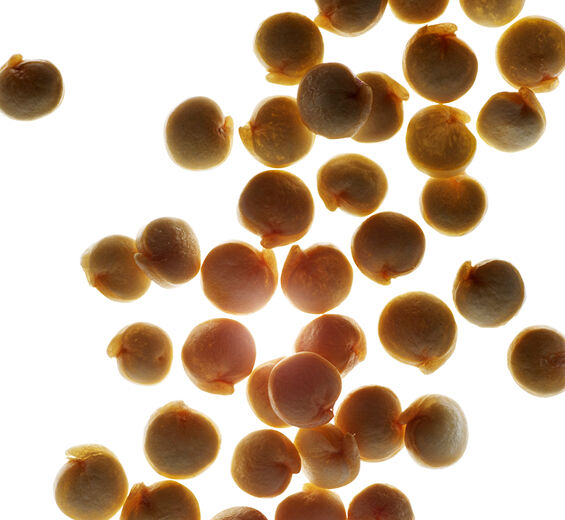 Quinoa-Extracto de quinoa bio-Chenopodium quinoa seed extract