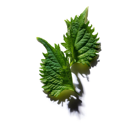 Perilla-Aceite de Perilla bio-Perilla ocymoides seed oil