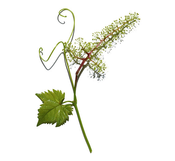Vid-Extracto de células de flor de vid-Vitis vinifera (grape) flower cell extract