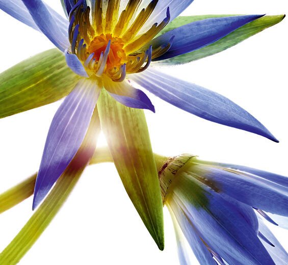 Loto azul-Cera de loto azul-Nymphaea caerulea flower extract