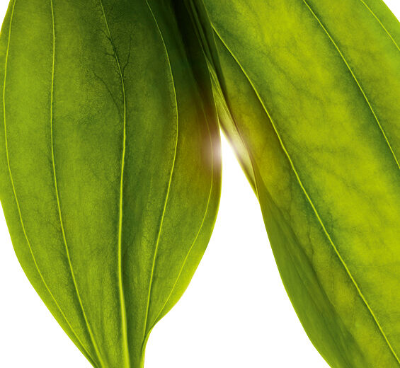 Genciana amarilla-Extracto de genciana amarilla bio-Gentiana lutea extract