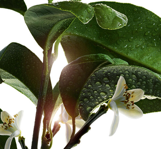 Naranjo amargo-Aceite esencial de naranja amarga-Citrus aurantium amara (bitter orange) leaf/twig oil