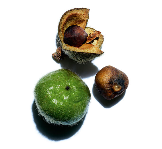 Camelia-Aceite de camelia bio-Camellia oleifera seed oil