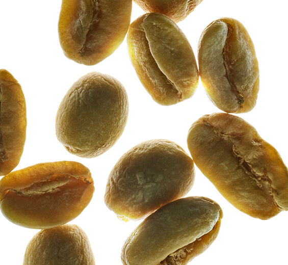 Cafeto robusta árbol de café robusta-Extracto de café verde-Coffea robusta seed extract