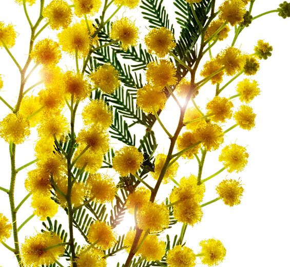 Acacia del Senegal-Microperlas de acacia-Acacia Senegal gum