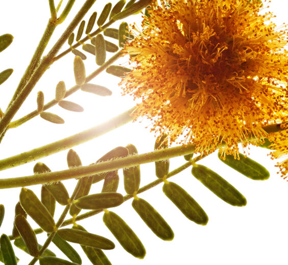 Espinillo blanco-Cera de espinillo blanco-Acacia farnesiana flower wax