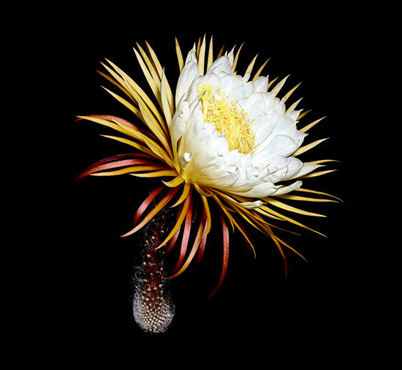 Reina de la noche-Crioextracto de la Reina de la Noche-Cereus grandiflorus (cactus) flower extract