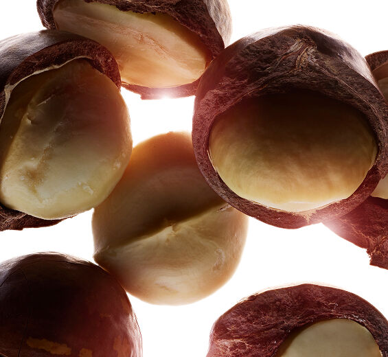 Árbol de macadamia-Aceite de macadamia bio-Macadamia ternifolia seed oil