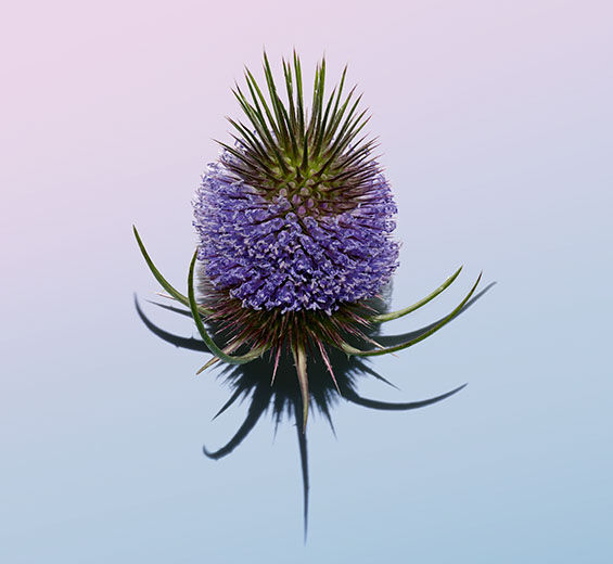Cardencha-Extracto de cardencha-Dipsacus sylvestris extract