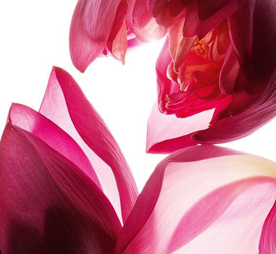 Loto-Extracto de loto-Nelumbo nucifera flower extract