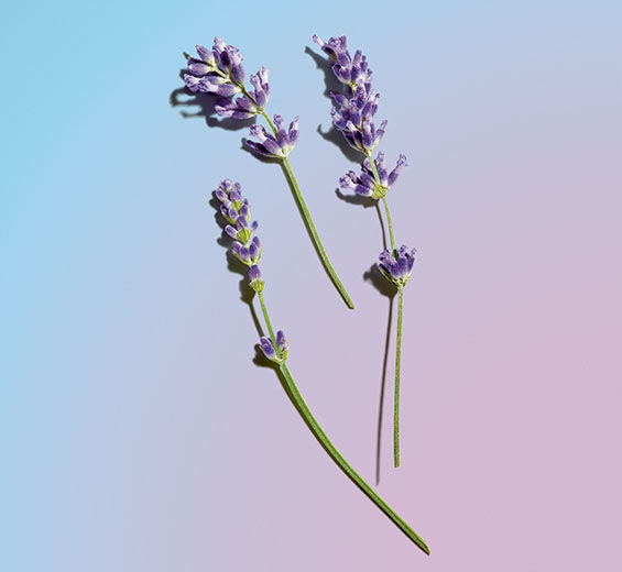 Lavanda-Aceite esencial de lavanda-Lavandula angustifolia (lavender) oil