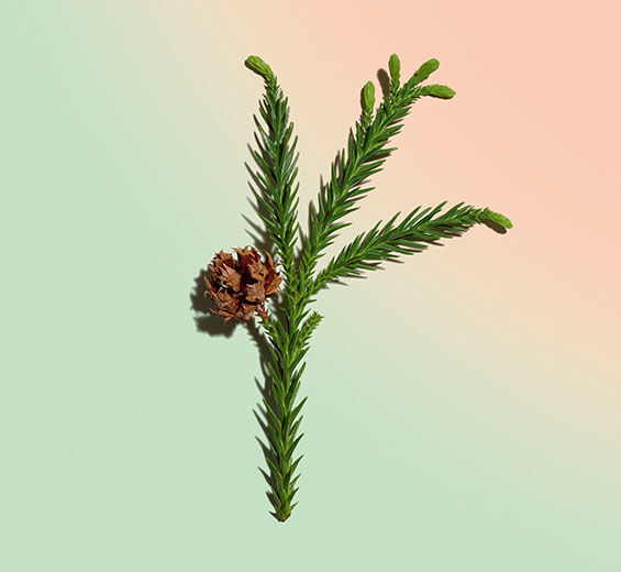 Cryptomeria-Extracto de Cryptomeria bio-Cryptomeria japonica bud extract