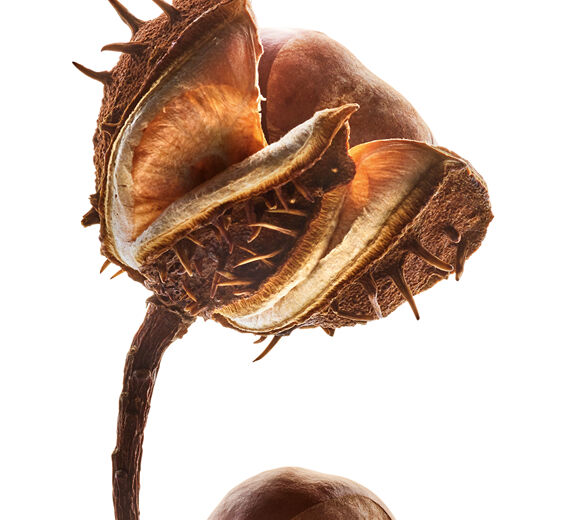 Castaño de Indias-Extracto de castaño de Indias (planta bio)-Aesculus hippocastanum (horse chestnut) seed extract