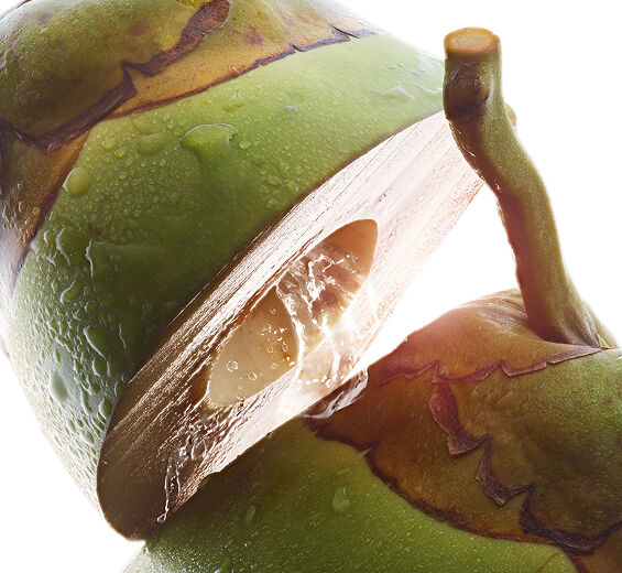 Cocotero-Agua de coco bio-Cocos nucifera (coconut) fruit juice