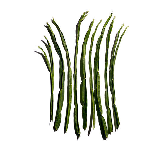 Baccharis-Extracto de Baccharis-Baccharis genistelloides extract