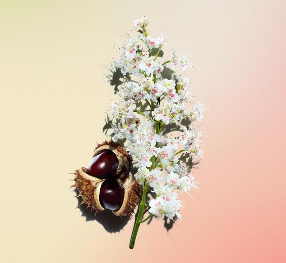 Castaño de Indias-Extracto de flor de castaño de Indias bio-Aesculus hippocastanum (horse chestnut) extract