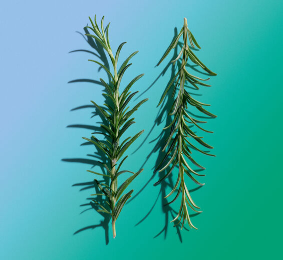Romero-Aceite esencial de romero-Rosmarinus officinalis (rosemary) leaf oil