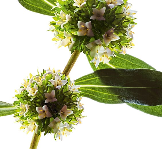 Mitracarpus-Extracto de mitracarpus bio-Mitracarpus scaber extract