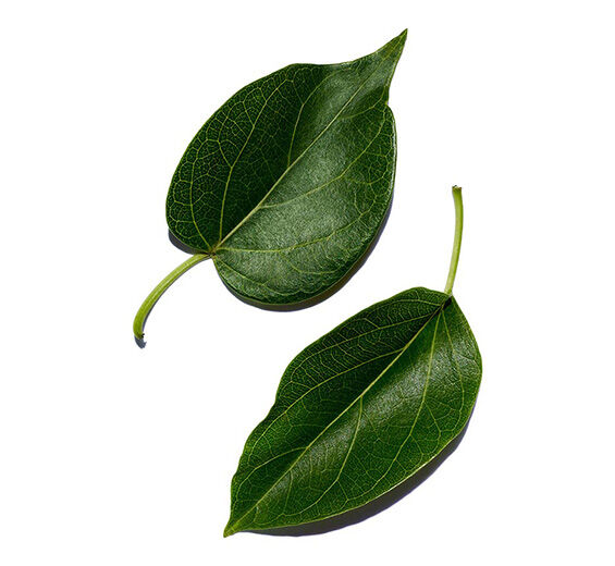 Gymnema gymnema sylvestre-Extracto de gymnema silvestre-Gymnema sylvestre leaf extract