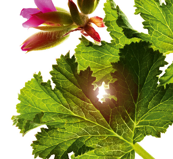Geranio oloroso-Aceite esencial de geranio oloroso-Pelargonium graveolens flower oil