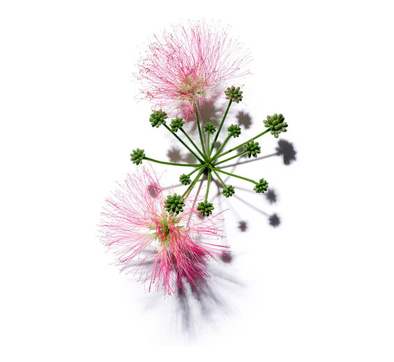 Albizia-Extracto de albizia-Albizia julibrissin bark extract