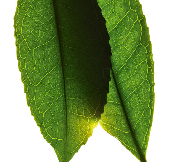 Planta de té-Extracto de té blanco-Camellia sinensis leaf extract