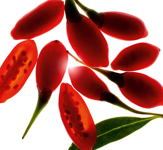 Goji-Extracto de baya de goji bio-Lycium barbarum fruit extract