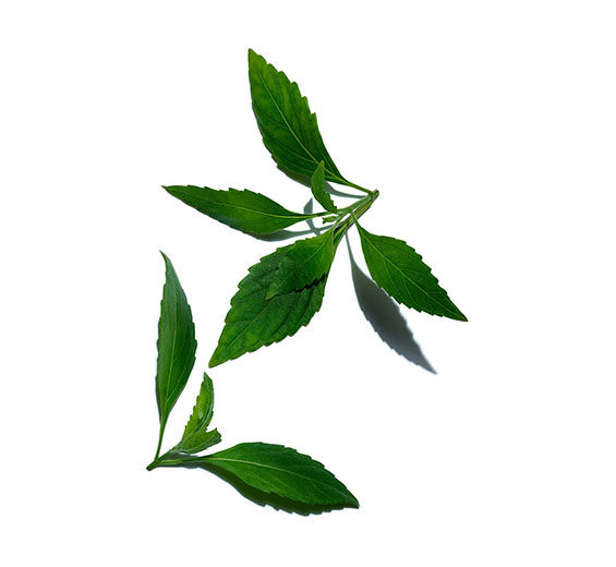 Té de Java-Extracto de té de Java (planta bio)-Orthosiphon stamineus extract