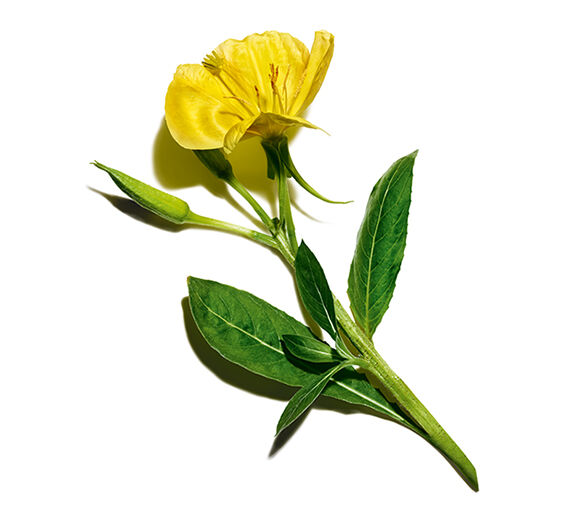 Onagra-Extracto de onagra (planta bio)-Oenothera Biennis (Evening Primrose) Flower/Leaf/Stem Extract