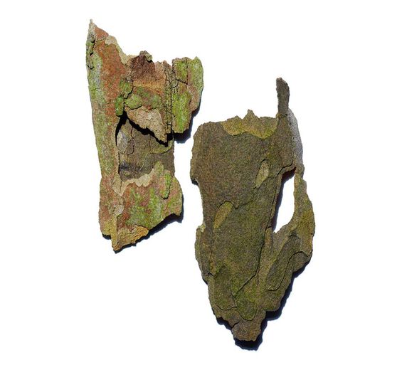 Plátano-Extracto de plátano-Platanus occidentalis bark extract