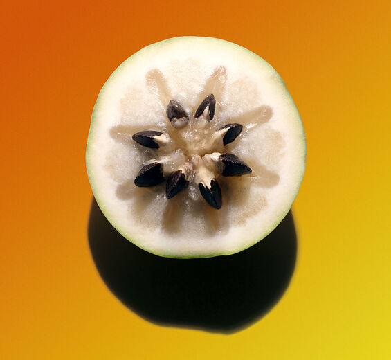 Caimito Caimitero-Extracto de vu sua-Chrysophyllum cainito fruit extract