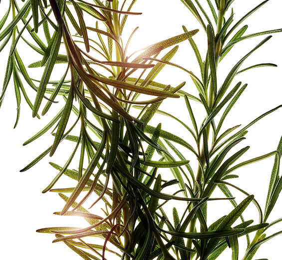 Romero-Extracto de romero-Rosmarinus officinalis (rosemary) leaf extract