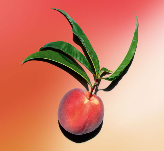 Melocotonero-Leche de melocotonero-Prunus persica (peach) leaf extract