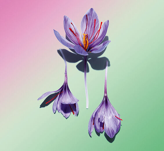 Crocus-Polifenoles de la flor del azafrán (planta bio)-Crocus sativus flower extract