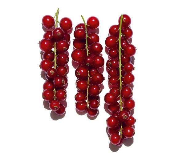Grosella roja-Extracto de grosellero rojo bio-Ribes rubrum (currant) fruit extract