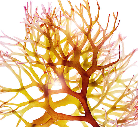 Musgo de Irlanda-Extracto de musgo de Irlanda-Chondrus crispus (carrageenan) extract