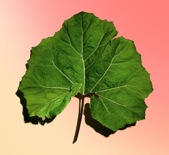 Petasites-Extracto de petasites bio-Petasites hybridus leaf extract