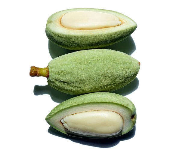 Almendro-Aceite de almendra dulce bio-Prunus amygdalus dulcis (sweet almond) oil