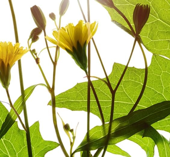 Lápsana-Extracto de lápsana-Lapsana communis flower/leaf/stem extract