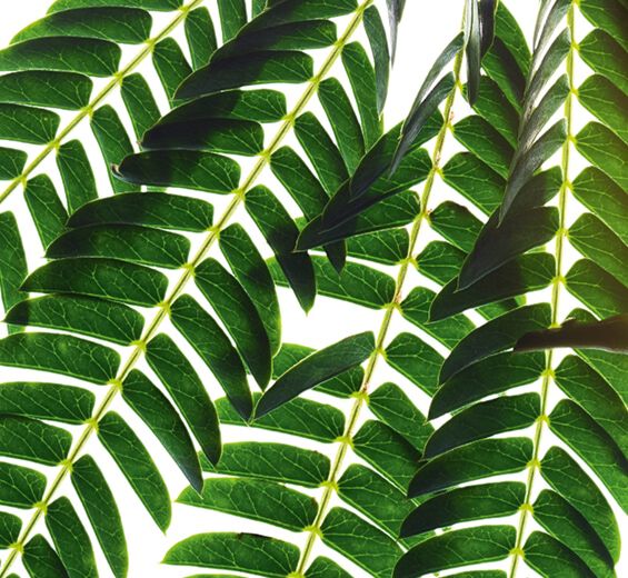 Albizia-Extracto de albizia-Albizia julibrissin bark extract