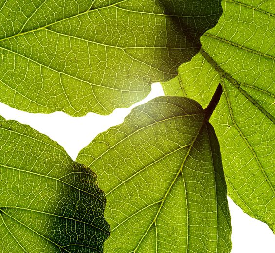 Hamamelis-Extracto de hamamelis-Hamamelis virginiana (witch hazel) leaf extract