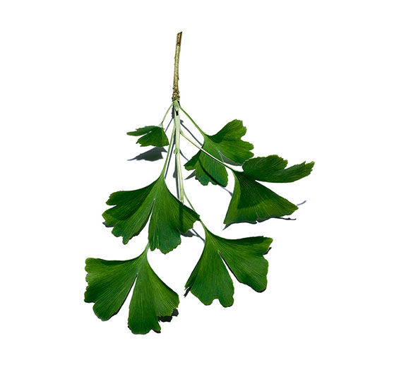 Ginkgo biloba-Extracto de Ginkgo biloba-Ginkgo biloba leaf extract