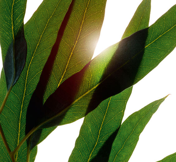 Eucalipto-Aceite esencial de eucalipto bio-Eucalyptus globulus leaf oil