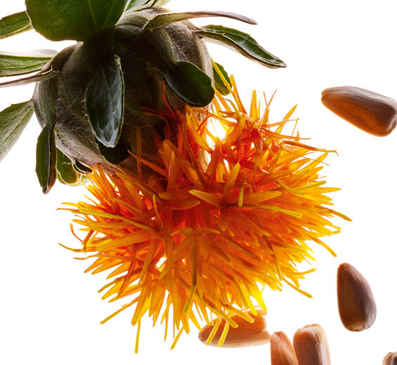 Cártamo-Extracto de cártamo-Carthamus tinctorius (safflower) seedcake extract
