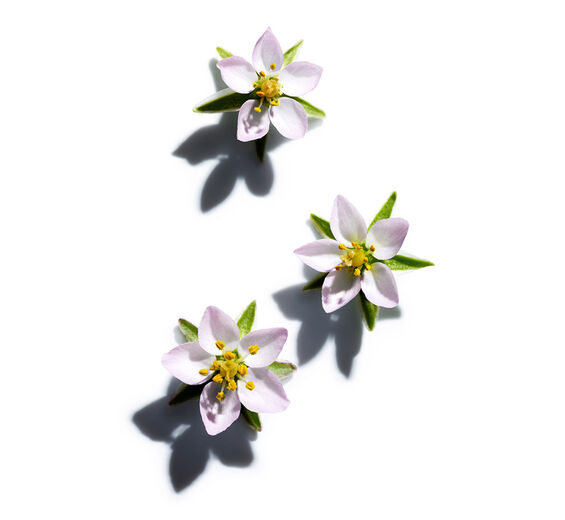 Arenaria-Extracto de arenaria-Spergularia rubra extract